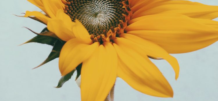 Yellow Aesthetic Sunflower Wallpaper Backgrounds For iPhone